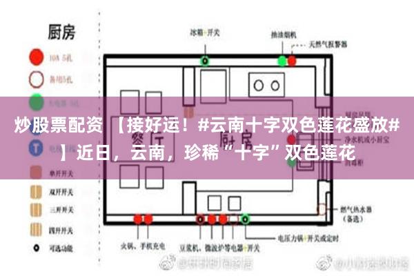 炒股票配资 【接好运！#云南十字双色莲花盛放#】近日，云南，珍稀“十字”双色莲花